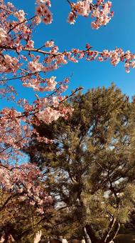 桜 桜の写真