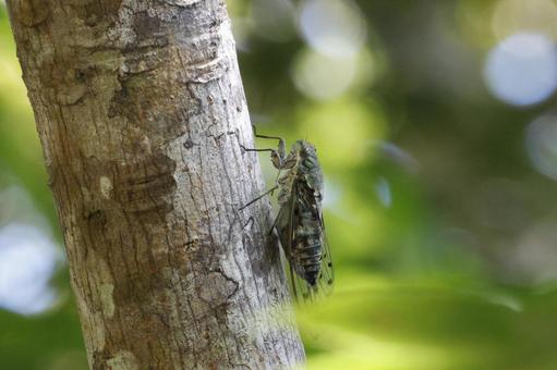 オオシマゼミ　やんばるの森の秋 やんばるの森,世界自然遺産,せみの写真素材