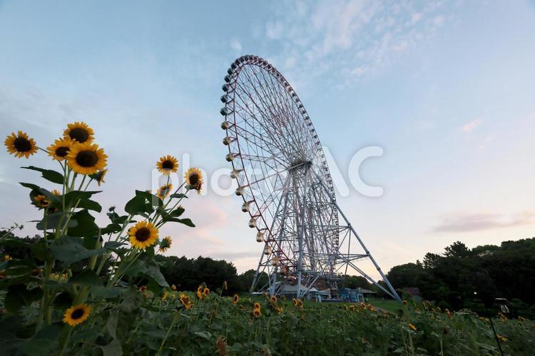 葛西臨海公園　ひまわりと観覧車 葛西臨海公園,東京都江戸川区,ダイヤと花の大観覧車の写真素材