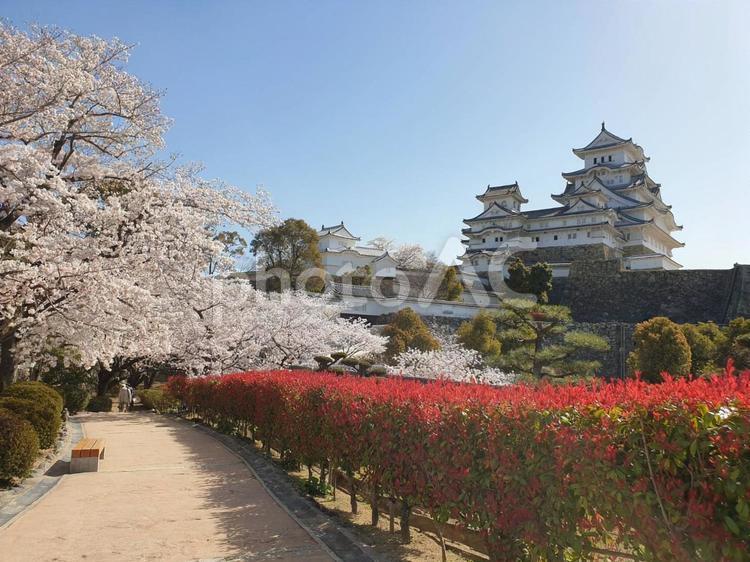 姫路城 桜,花見,姫路城の写真素材
