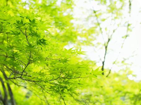 青紅葉 青紅葉の写真