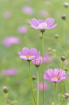 江ヶ崎のコスモス畑 江ヶ崎のコスモス畑 秋桜,つぼみ,群生の写真素材