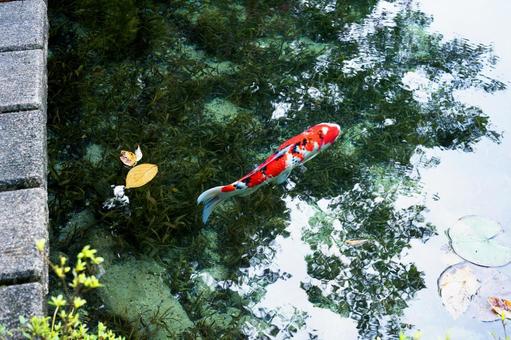 岐阜県関市　絵画の風景のようなモネの池 モネの池,名もなき池,透明度の写真素材