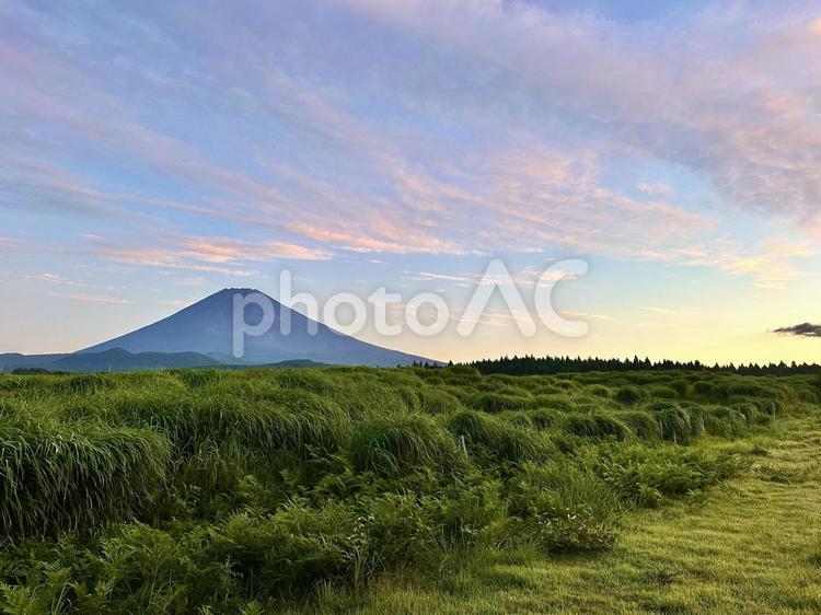 朝の草原から見る夏の富士山 富士山,草原,草むらの写真素材