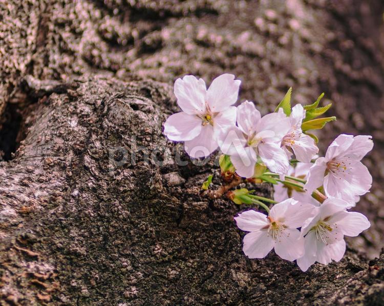 ソメイヨシノ桜ｰ35 ソメイヨシノ,さくら,桜の写真素材