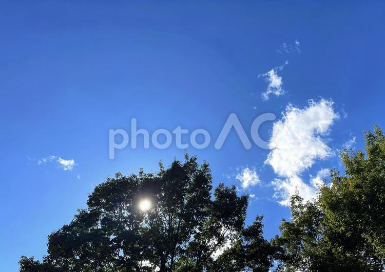 秋空コナラの木漏れ日 中秋,秋空,コナラの写真素材