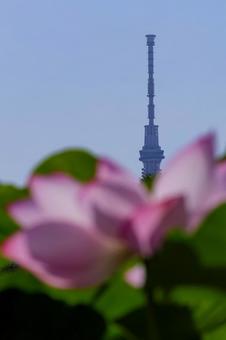 lotus, JPG lotus, JPG