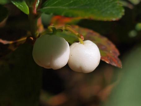 シラタマノキ 液果 シラタマノキ,白玉の木,果実の写真素材