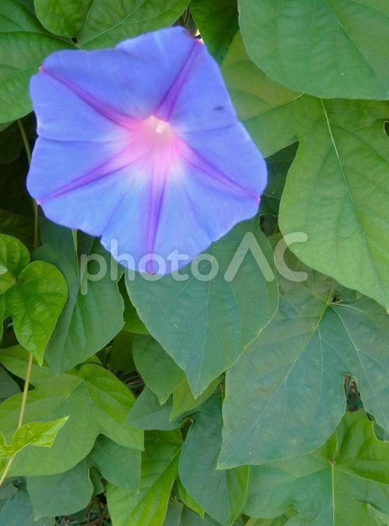 夏の顔　アサガオ 花,朝顔,夏の写真素材