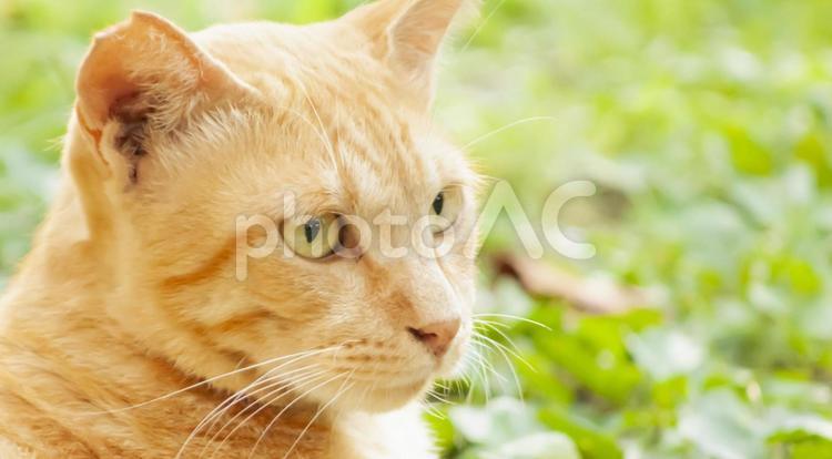凛とした表情のネコ　アップ 猫,ねこ,ネコの写真素材