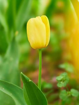 ビタミンカラー一輪の黄色いチューリップ チューリップ,黄色,花の写真素材