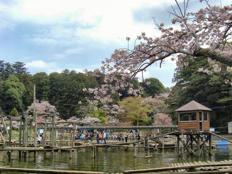 清水公園の風景-5 清水公園の風景-5 清水公園,千葉県野田市,公園の写真素材