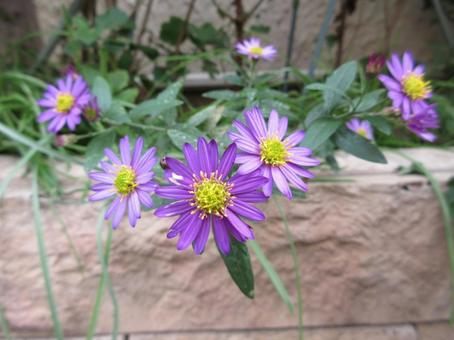 ノコンギク  ００１ ノコンギク,野菊,ムラサキの写真素材