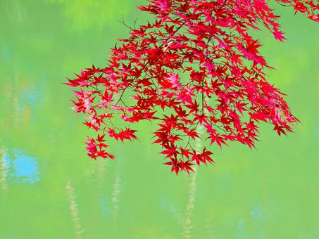 湖面とモミジ2 もみじ,紅葉,秋の写真素材