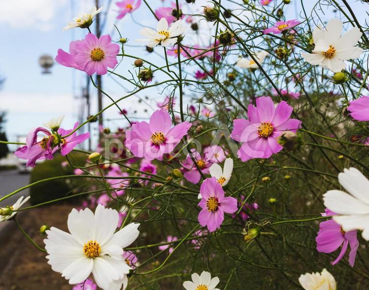 コスモス街道深谷　ピンク色秋桜の花 コスモス,花,秋桜の写真素材