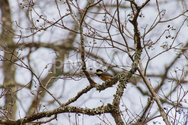 枝にとまるヤマガラ ヤマガラ,バードウォッチング,野鳥の写真素材