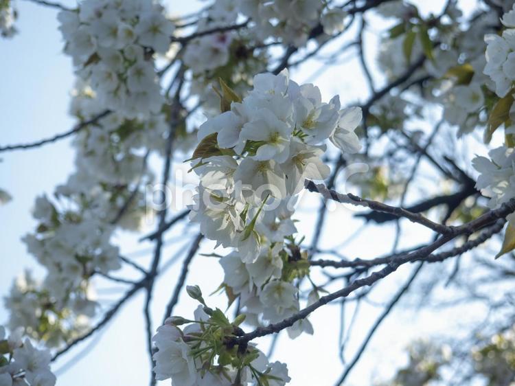 桜（ソメイヨシノ） 桜,春,3月の写真素材