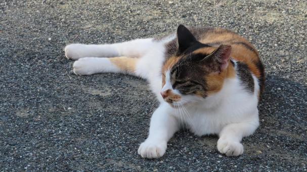 A fluffy and cute calico cat whose daily routine is to enjoy the cool evening air., JPG