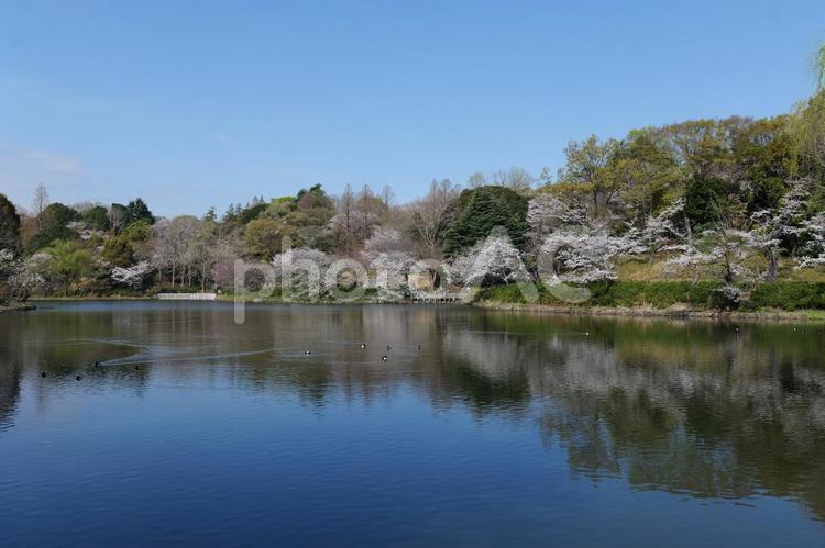 横浜, 三ツ池公園の桜と池 桜,三ツ池公園,横浜の写真素材