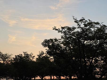 朝焼けと木々 晴れ,風景,朝の写真素材