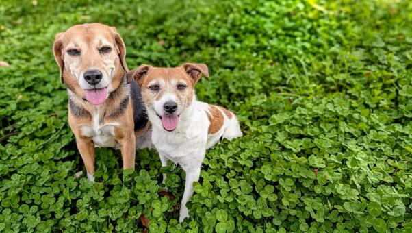 いつもここで休憩するの ジャックラッセルテリア,ビーグル,犬の写真素材