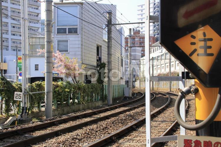 『都電』と『桜』（荒川一中前駅）　 都電,荒川一中前駅,レールの写真素材