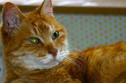 猫のアップ 猫のアップの写真