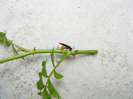 薔薇の茎に産卵中のチュウレンジバチ チュウレンジバチ,虫,バラの写真素材