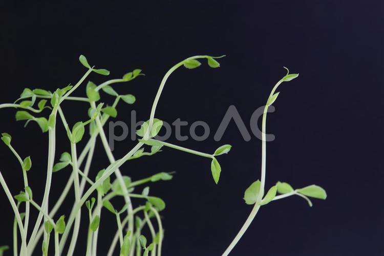 豆苗　かいわれ大根 豆苗,野菜,豆の写真素材