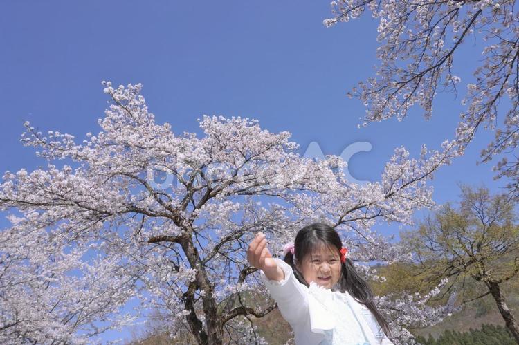 銭淵公園の桜を見上げる14 桜,桜の木,銭淵公園の写真素材