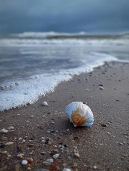 穏やかな波と砂浜の白い貝殻 穏やかな波と砂浜の白い貝殻の写真