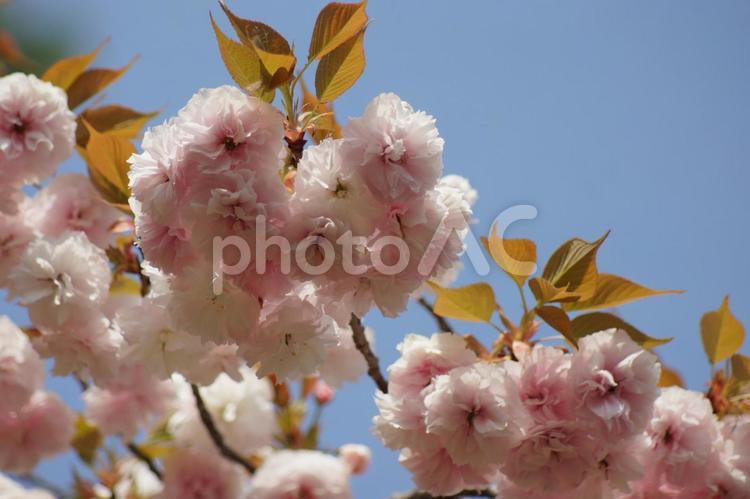 華やかな八重桜と青空２４－３ 桜,八重桜,さくらの写真素材