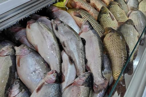 鮮魚店 鮮魚店 魚,鯉,ニジマスの写真素材