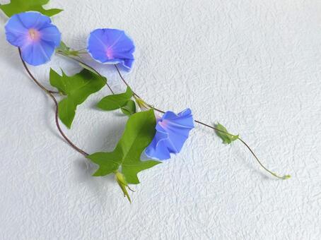 涼しげな朝顔の花(生花)背景和紙6 和紙,朝顔,夏の写真素材