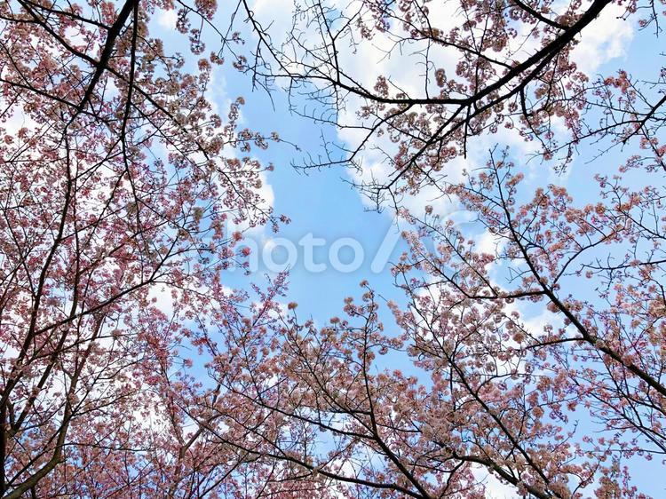 さくらのフレーム 桜,フレーム,風景の写真素材