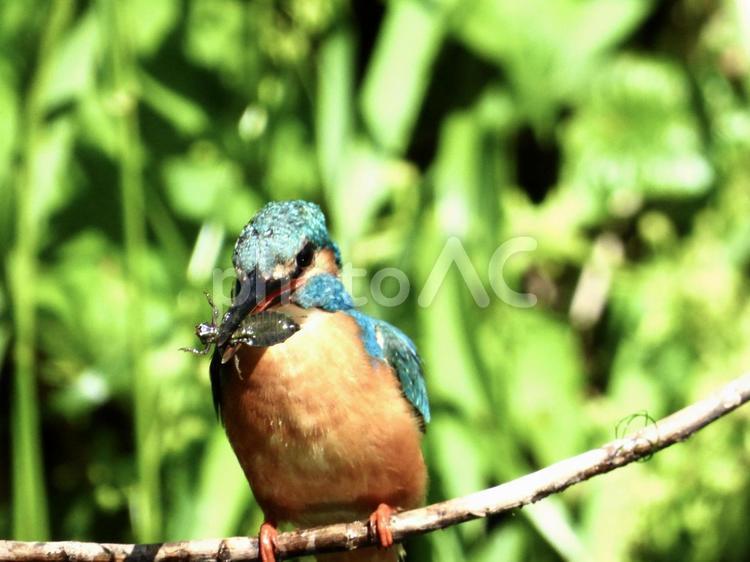 獲物を咥えるカワセミ 鳥,野鳥,カワセミの写真素材