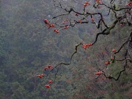 柿の木　霧 柿の木,柿,霧の写真素材
