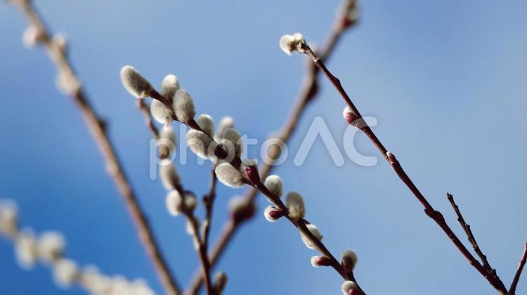 青空とすくすく伸びるネコヤナギ ネコヤナギ,花穂,白の写真素材