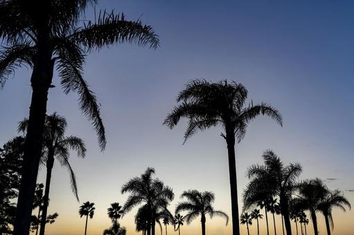 ヤシの木と夕焼け 夕焼け,夕暮れ,夕景の写真素材