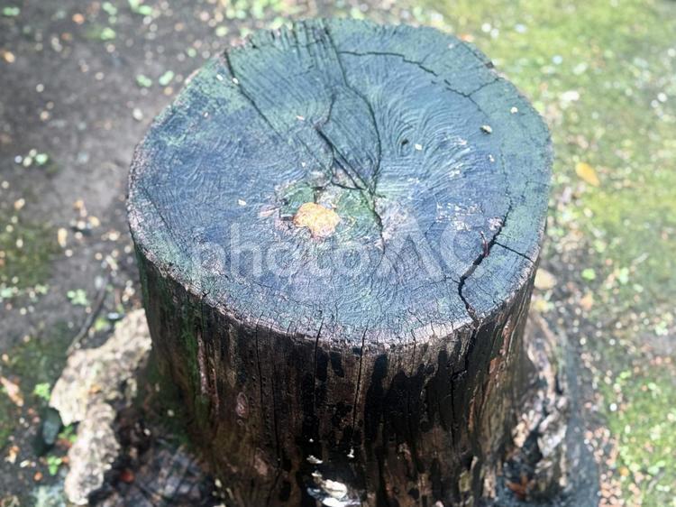 雨に濡れた切り株 切り株,伐採,庭の写真素材