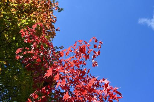 長野県の蓼科湖畔の紅葉と青空の風景 長野県,湖,湖畔の写真素材