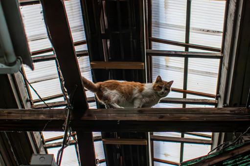 A cat walking at high altitude, JPG A cat walking at high altitude, JPG