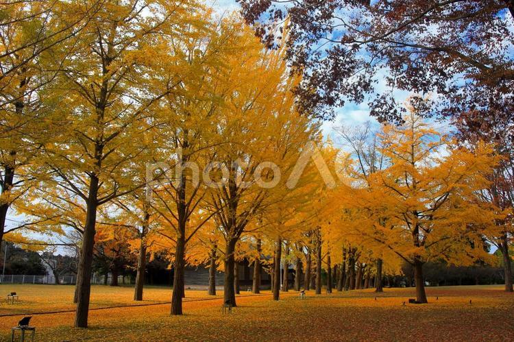 銀杏並木　秋の背景素材 落ち葉,イチョウ,銀杏並木の写真素材
