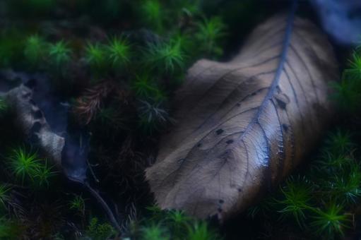 背景に合う苔と落ち葉 背景に合う苔と落ち葉の写真