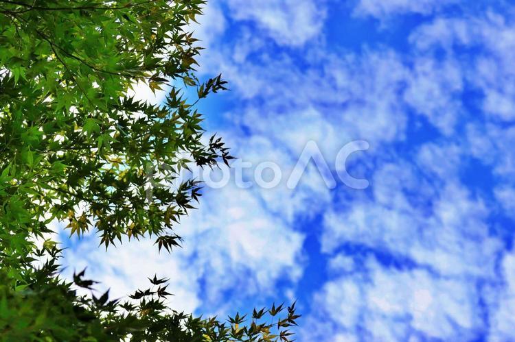 青空と緑樹 秋空,うろこ雲,鯖雲の写真素材