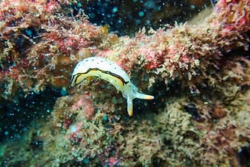 城ヶ島 コノハミドリガイ 城ヶ島 コノハミドリガイの写真