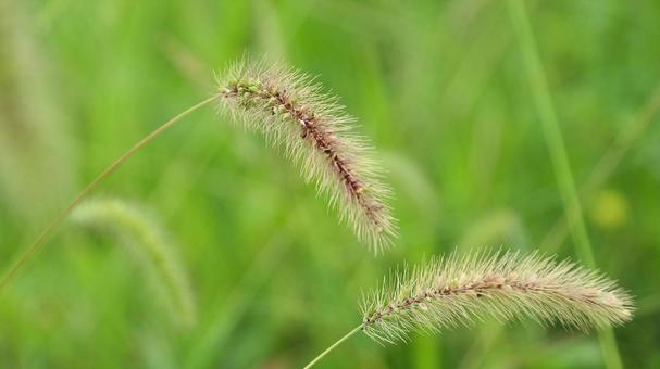 秋イメージ エノコログサ 秋イメージ エノコログサ エノコログサ,花穂,狗尾草の写真素材