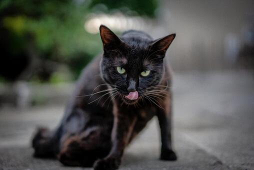 緑の瞳とペロリ舌の黒猫 猫,黒猫,動物の写真素材