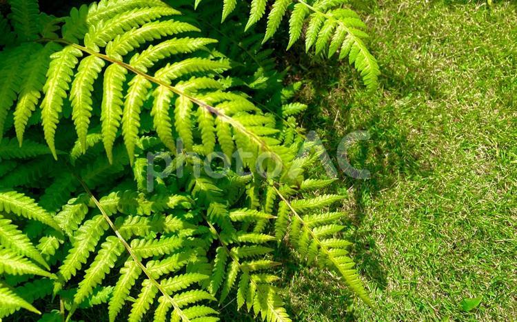 夏の太陽の日差し シダ,葉,緑の写真素材