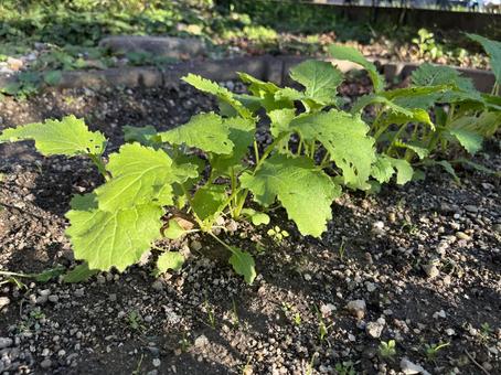 野菜づくりの畑 野菜づくり,畑,蕪の写真素材